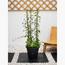 Flowering Climber Plant with Pot - Set of 5-InfluencerCodes_Ramadan26_All_20012026-image-2