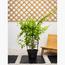 Flowering Climber Plant with Pot - Set of 5-InfluencerCodes_Ramadan26_All_20012026-image-3