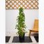 Flowering Climber Plant with Pot - Set of 5-InfluencerCodes_Ramadan26_All_20012026-image-4