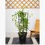 Flowering Climber Plant with Pot - Set of 5-InfluencerCodes_Ramadan26_All_20012026-image-5