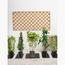 Flowering Climber Plant with Pot - Set of 5-InfluencerCodes_Ramadan26_All_20012026-image-1