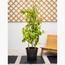 Flowering Climber Plant with Pot - Set of 5-InfluencerCodes_Ramadan26_All_20012026-image-6