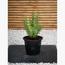 Mediterranean Plant with Pot - Set of 5-InfluencerCodes_Ramadan26_All_20012026-image-2
