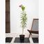 Mediterranean Plant with Pot - Set of 5-InfluencerCodes_Ramadan26_All_20012026-image-3