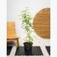 Mediterranean Plant with Pot - Set of 5-InfluencerCodes_Ramadan26_All_20012026-image-4