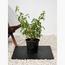 Mediterranean Plant with Pot - Set of 5-InfluencerCodes_Ramadan26_All_20012026-image-5