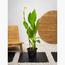 Tropical Plant with Pot - Set of 5-InfluencerCodes_Ramadan26_All_20012026-image-3