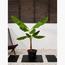 Tropical Plant with Pot - Set of 5-InfluencerCodes_Ramadan26_All_20012026-image-4