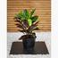 Tropical Plant with Pot - Set of 5-InfluencerCodes_Ramadan26_All_20012026-image-5