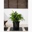 Tropical Plant with Pot - Set of 5-InfluencerCodes_Ramadan26_All_20012026-image-6
