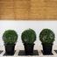 Ehretia Ball Plant in Pot-InfluencerCodes_Ramadan26_All_20012026-image-2