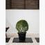 Ehretia Ball Plant in Pot-InfluencerCodes_Ramadan26_All_20012026-image-1