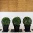 Ehretia Ball Plant in Pot-InfluencerCodes_Ramadan26_All_20012026-image-2