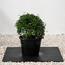 Ehretia Ball Plant in Pot-InfluencerCodes_Ramadan26_All_20012026-image-1