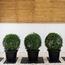 Ehretia Ball Plant in Pot-InfluencerCodes_Ramadan26_All_20012026-image-2