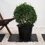 Ehretia Ball Plant in Pot-InfluencerCodes_Ramadan26_All_20012026-image-1