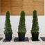 Ehretia Cone Plant in Pot-InfluencerCodes_Ramadan26_All_20012026-image-2
