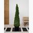 Ehretia Cone Plant in Pot-InfluencerCodes_Ramadan26_All_20012026-image-1