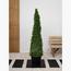 Ehretia Cone Plant in Pot-InfluencerCodes_Ramadan26_All_20012026-image-1