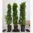 Ficus Panda Cone Plant in Pot - 150-180 cm-InfluencerCodes_Ramadan26_All_20012026-image-2