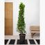 Ficus Panda Cone Plant in Pot - 150-180 cm-InfluencerCodes_Ramadan26_All_20012026-image-1