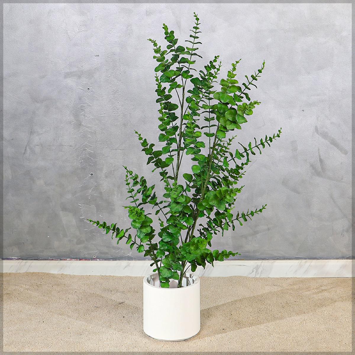 Eucalyptus Plant in Pot - 120 cm
