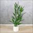 نبات الأوكالبتوس في أصيص - 120 سم-InfluencerCodes_Ramadan26_All_20012026-image-10