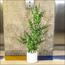نبات الأوكالبتوس في أصيص - 120 سم-InfluencerCodes_Ramadan26_All_20012026-image-9