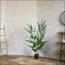 نبات الأوكالبتوس في أصيص - 120 سم-InfluencerCodes_Ramadan26_All_20012026-image-6