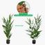 نبات الأوكالبتوس في أصيص - 120 سم-InfluencerCodes_Ramadan26_All_20012026-image-4