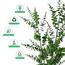 نبات الأوكالبتوس في أصيص - 120 سم-InfluencerCodes_Ramadan26_All_20012026-image-3