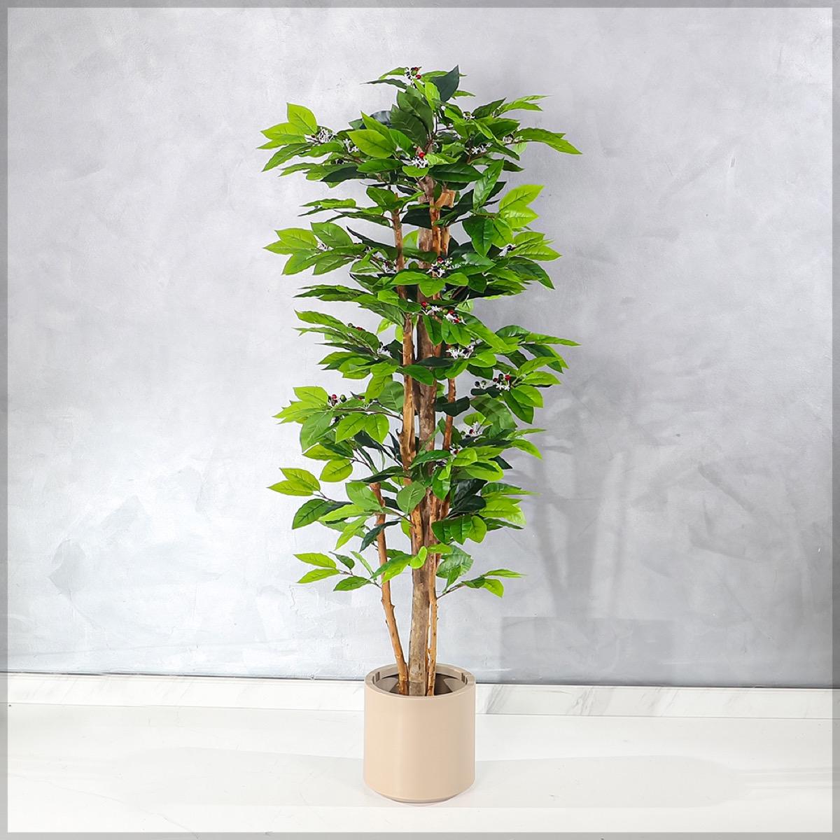 Schefflera Plant in Pot - 180 cm