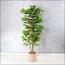 Schefflera Plant in Pot - 180 cm-InfluencerCodes_Ramadan26_All_20012026-image-1