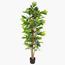 Schefflera Plant in Pot - 180 cm-InfluencerCodes_Ramadan26_All_20012026-image-2