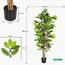 Schefflera Plant in Pot - 180 cm-InfluencerCodes_Ramadan26_All_20012026-image-3