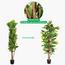 Schefflera Plant in Pot - 180 cm-InfluencerCodes_Ramadan26_All_20012026-image-4