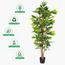 Schefflera Plant in Pot - 180 cm-InfluencerCodes_Ramadan26_All_20012026-image-5