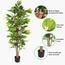 Schefflera Plant in Pot - 180 cm-InfluencerCodes_Ramadan26_All_20012026-image-6