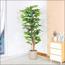 Schefflera Plant in Pot - 180 cm-InfluencerCodes_Ramadan26_All_20012026-image-7