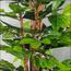 Schefflera Plant in Pot - 180 cm-InfluencerCodes_Ramadan26_All_20012026-image-8