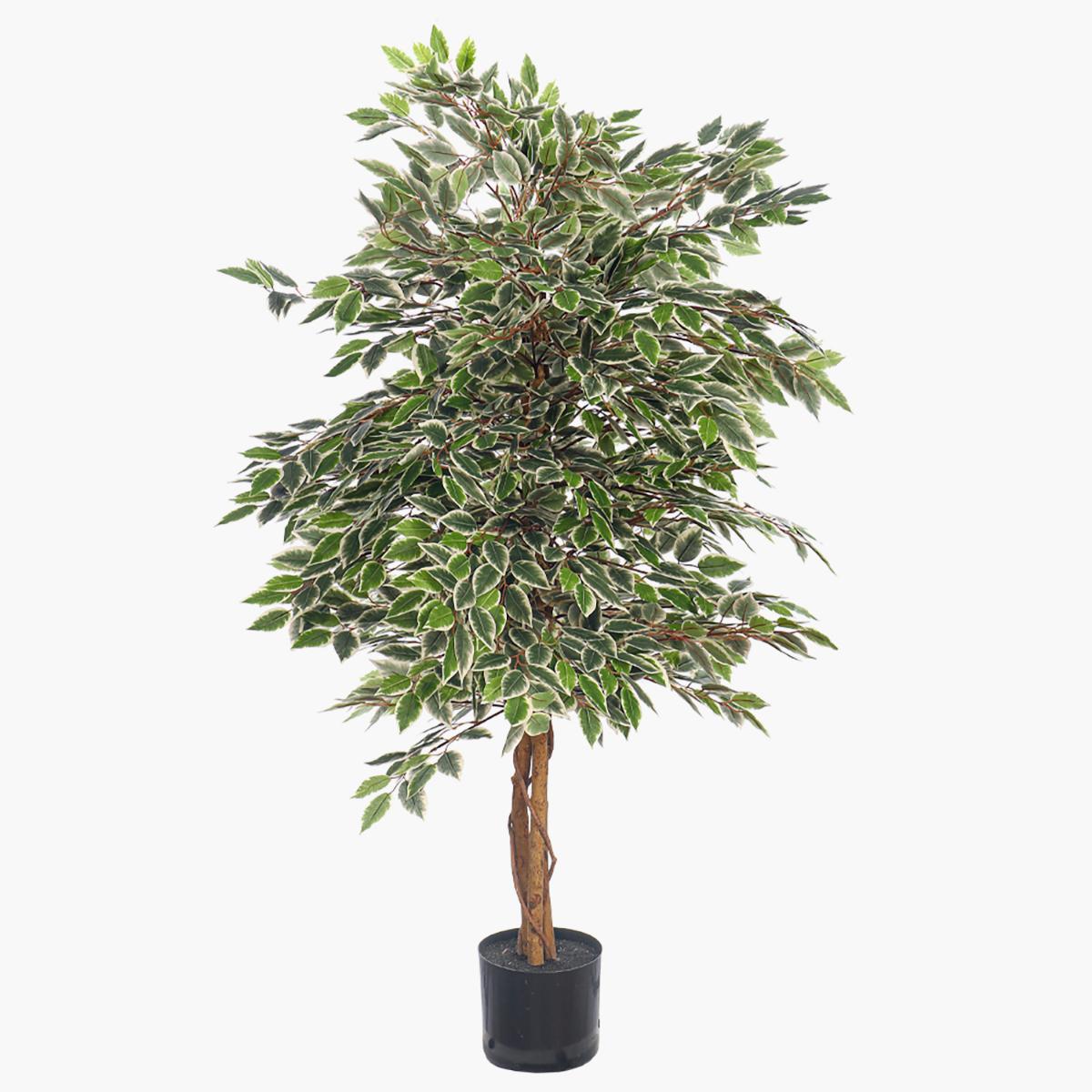 Ficus Plant in Pot - 120 cm
