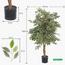 Ficus Plant in Pot - 120 cm-InfluencerCodes_Ramadan26_All_20012026-image-2