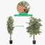 Ficus Plant in Pot - 120 cm-InfluencerCodes_Ramadan26_All_20012026-image-3
