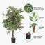 Ficus Plant in Pot - 120 cm-InfluencerCodes_Ramadan26_All_20012026-image-5