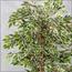 Ficus Plant in Pot - 120 cm-InfluencerCodes_Ramadan26_All_20012026-image-6
