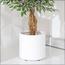 Ficus Plant in Pot - 120 cm-InfluencerCodes_Ramadan26_All_20012026-image-8