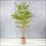 Bamboo Plant in Pot - 160 cm-InfluencerCodes_Ramadan26_All_20012026-image-1
