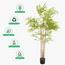 Bamboo Plant in Pot - 160 cm-InfluencerCodes_Ramadan26_All_20012026-image-5