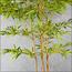 Bamboo Plant in Pot - 160 cm-InfluencerCodes_Ramadan26_All_20012026-image-7