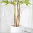 Bamboo Plant in Pot - 160 cm-InfluencerCodes_Ramadan26_All_20012026-image-8